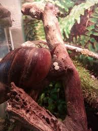 Achatschnecke Mit Eiern Achatschnecken Schnecken Achat