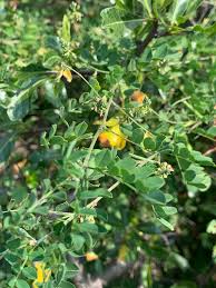 Image result for Indigofera lupatana