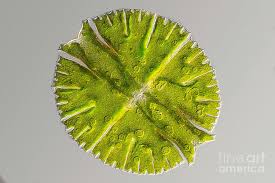 Image result for Micrargeria