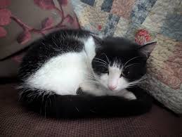 Our wee Bertie is home safe. Thanks to the power of social media. He's a  bit traumatised and starving but okay. Vacant properties need to be boarded  up properly.