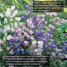 Canterbury Bells Flower Quotes Best Flower Wallpaper
