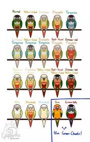 different types of green cheek conures justice is a