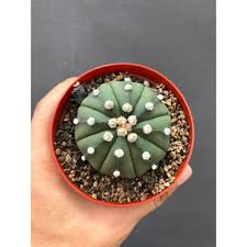 Check spelling or type a new query. Tanaman Hias Unik Kaktus Astrophytum Asterias V Nudum 2 Shopee Indonesia
