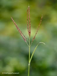 Image result for Digitaria setifolia
