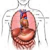 Chest cavity thoracic cavity, also called chest cavity, the second largest hollow space of the body. Https Encrypted Tbn0 Gstatic Com Images Q Tbn And9gcs 2ev3sswwolnofqoism2sg0jgj9wdnappkb3fm4s Usqp Cau