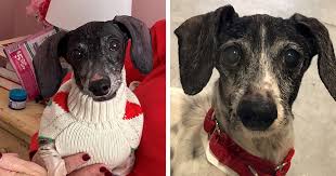 The perfect cat toy is durable, safe, and stimulates a kitty's curiosity. A Duo Of Dachshunds Find Homes For The Holidays Aspca