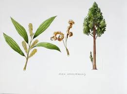 Image result for Acacia auriculiformis