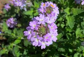 Image result for foto verbena