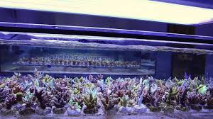 Looking for downloadable 3d printing models, designs, and cad files? Aquaforest Coralfarm Eu Youtube