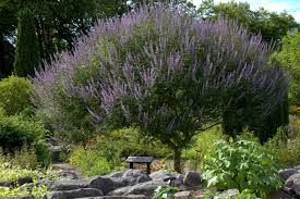 Maybe you would like to learn more about one of these? 90 Best Flowering Trees For Florida By Color W Photos Progardentips