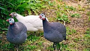 The diet contained (per kg) 18% cp and 11.4 mj of metabolizable energy, 0.34% of met, 0.78% of lys, 3.6% of ca, and 0.53% of total p. Rearing Guinea Fowls Jaguza Farm Support