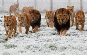 Animals In Combat The Lion King Of Beasts Animal Attack Animals Lions