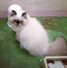 Hewan jinak sekali pun bisa menyerang manusia jika tidak. Kucing Tak Dapat Duit Lesap Hajat Nak Bela Kucing Parsi Rm200 Tak Kesampaian