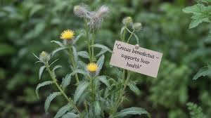 Image result for Cnicus