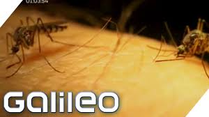 Tipps Gegen Stechmucken Galileo Prosieben Youtube