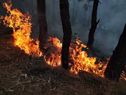 Odisha forest fires: Seven ODRAF teams deployed to douse wildfire | Today  News