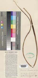 Image result for Crinum lugardiae