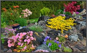 Mein Kleines Alpinum Ein Steingarten Am Niederrhein Galerie Garten Steingarten Pflanzen