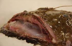 150 g ontpitte zwarte olijven. Zeeduivel Veelgevraagde Vis En Uitstekend Van Smaak Fix Fisch