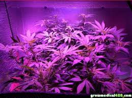 Check spelling or type a new query. 250w Led Grow Journal 9 3 Oz Harvest Grow Weed Easy