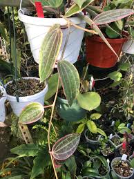 Image result for Carvalhoa macrophylla