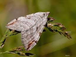 Image result for Aplocera efformata