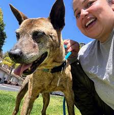 Spring is a season of renewal—a time for fresh starts, growth, and second  chances. For Dewey, this season marks a beautiful transformation not just  in his life, but in the lives of