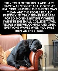 Sorion Black Lab Names Black Labs Dogs