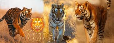 Tigre is a northwestern suburb of buenos aires. Tigre áƒ¦ Home Facebook