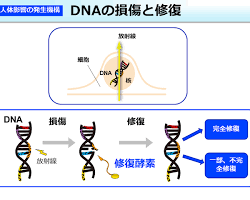DNA損傷の画像