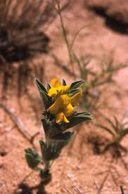 Image result for Crotalaria podocarpa