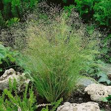 Image result for Agrostis
