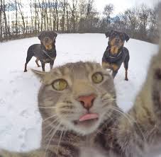 Kopeklerin Efendisi Selfie Ustasi Kedi Kediler Ve Yavrulari Cok Sirin Hayvanlar Hayvan Bebekler