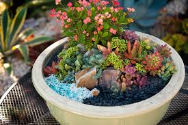 How To Make An Adorable Mini Succulent Garden In A Pot In 2020 Succulent Garden Diy Mini Succulents Succulents