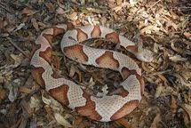 How To Identify The 6 Deadly Snakes In Arkansas Snake Scary Snakes Snake Venom