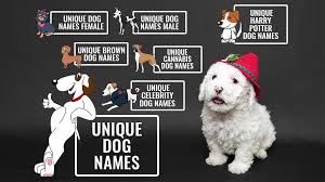 I have categorized them into best overall, and female and male chocolate lab dog names. 256 Unique Dog Names Unusual Male And Female Dog Names Petmoo