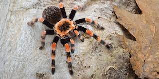 We did not find results for: Tarantulas National Wildlife Federation