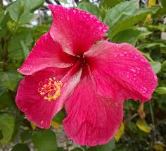See more ideas about bunga raya, bunga. Bunga Raya Im Garten Stockbild Bild Von Tropisch Blatt 77916157