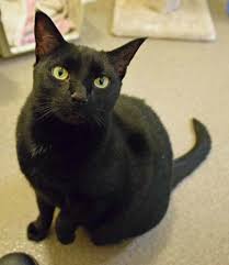 The playtime bunny kick by your cat you may be playing with. Bunnies Cats And Dogs Are Ready For Adoption In Everett Heraldnet Com