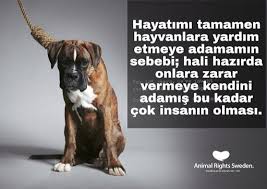 Animal Rights