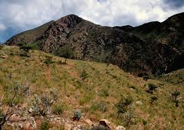 Image result for Kohautia ramosissima