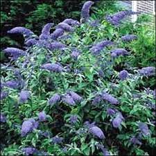 Pin On Hortus
