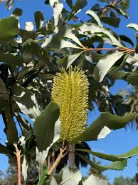Image result for Boscia integrifolia