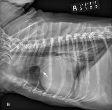 Heart Failure In Dogs 6 Practical Tips From Cardiologists Today S Veterinary Practice Heart Failure Vet Medicine Veterinary Radiology