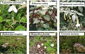 Image result for Secamone punctulata