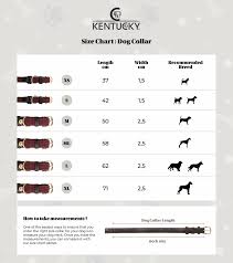 Kentucky Horsewear Plaited Nylon Dog Collar Navy Equi Exclusive