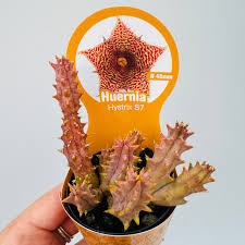Image result for Huernia hystrix
