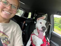 ADOPTED Bella is a 10 year old Puggle (Beagle/Pug mix) looking for her  forever home. She is an owner surrender finding herself in need of rescue  at no fault of her own.