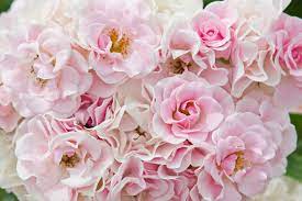 Camellia is a very beautiful flower who has very soft petals and very pleasant fragrance. Pink Flower Names Ideas For Gifts Decorations And More Floraqueen
