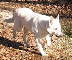 More images for white german shepherd puppies maine » Gunther White German Shepherds